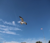 2013 10 12 DuluthWildLife  106